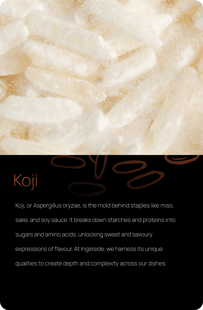 Koji