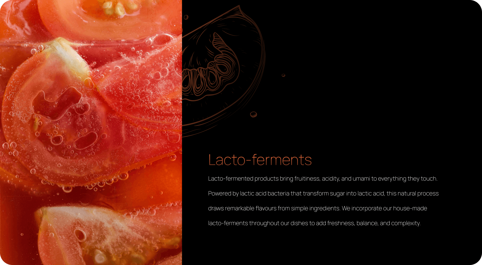 Lacto-ferments